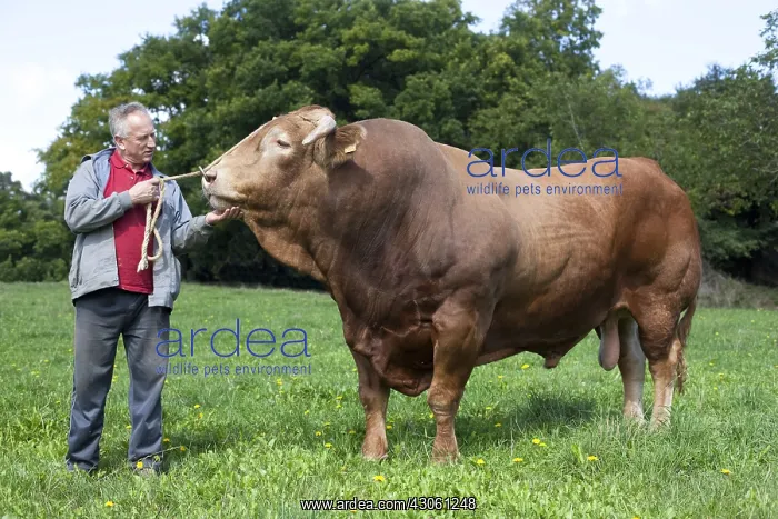 : Breeder holding a Red Bull of Galicia in a meadow Spain : Breeder holding a Red Bull of Galicia in a meadow Spain