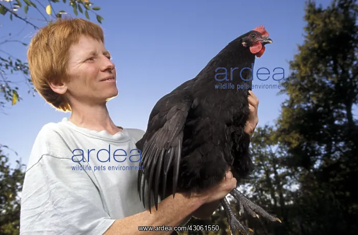: Breeder laying a hen Geline de Touraine bred France : Breeder laying a hen Geline de Touraine bred France
