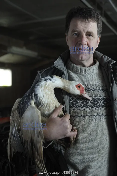 : Breeder and Muscovy duck for foie gras France : Breeder and Muscovy duck for foie gras France
