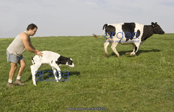 : Breeder with a newborn Holstein calf and its mother : Breeder with a newborn Holstein calf and its mother