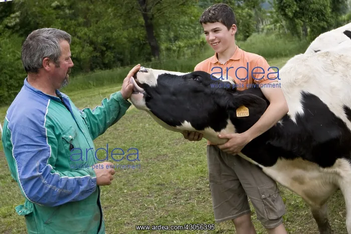 : Breeder and son caressing a cow Holstein Italy : Breeder and son caressing a cow Holstein Italy