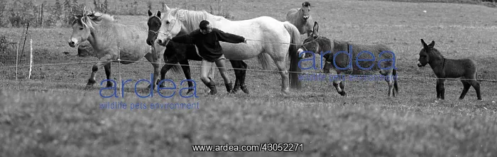 : Breeder's leading donkeys and horses grazing France : Breeder's leading donkeys and horses grazing France