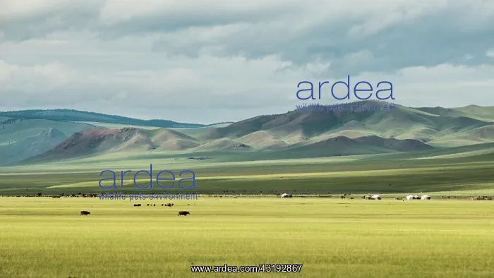  : Breeders in the Mongolian steppe, Valley High Tamer