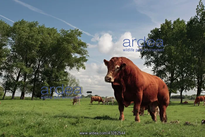 : Breeding bull, breed Limousin, Strohauser Plate : Breeding bull, breed Limousin, Strohauser Plate