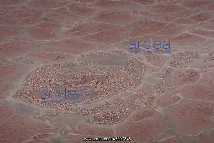 : Breeding colonies of flamingos : Breeding colonies of flamingos