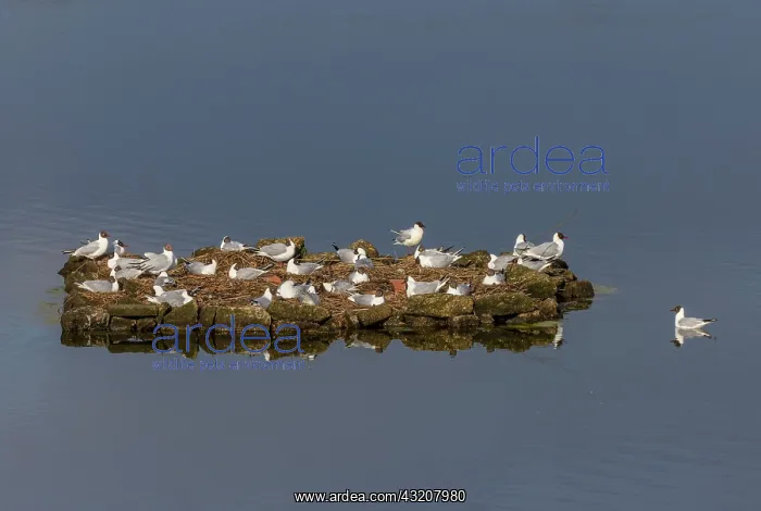 : Breeding colony of Black-headed gulls, Chroicoce : Breeding colony of Black-headed gulls, Chroicoce