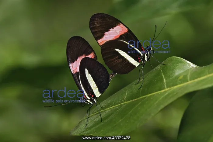 : Breeding Longwings : Breeding Longwings