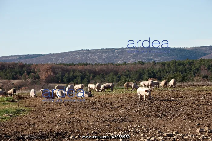 : Breeding Pigs in Freedom in the Ventoux France : Breeding Pigs in Freedom in the Ventoux France