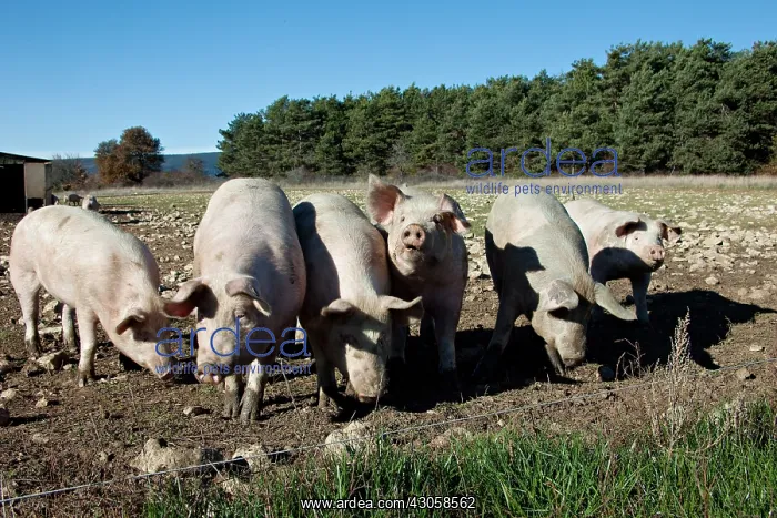 : Breeding Pigs in Freedom in the Ventoux France : Breeding Pigs in Freedom in the Ventoux France