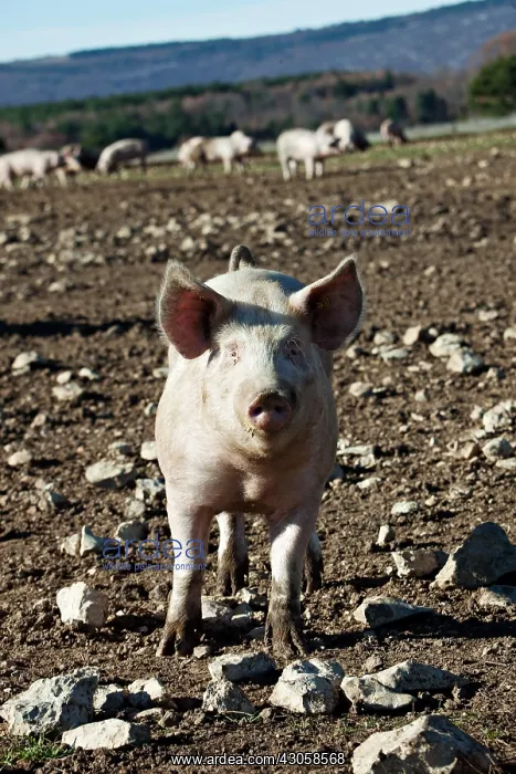 : Breeding Pigs in Freedom in the Ventoux France : Breeding Pigs in Freedom in the Ventoux France