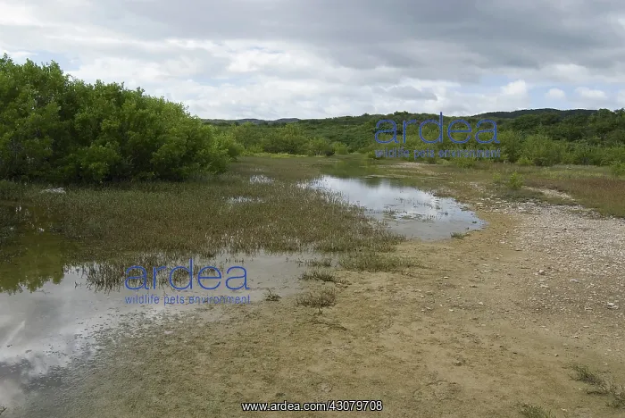 : Breeding pond of the Puerto Rican crested toad : Breeding pond of the Puerto Rican crested toad