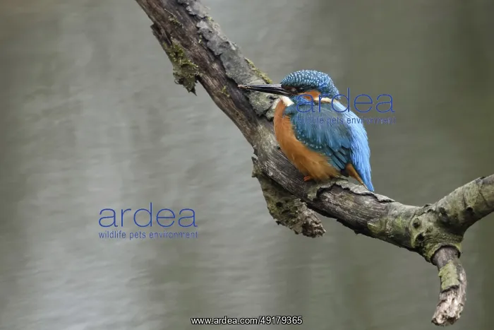 : Breeding preparations... Kingfisher (Alcedo atthis) with remains of soil on its beak from digging its breeding tube : Breeding preparations... Kingfisher (Alcedo atthis) with remains of soil on its beak from digging its breeding tube