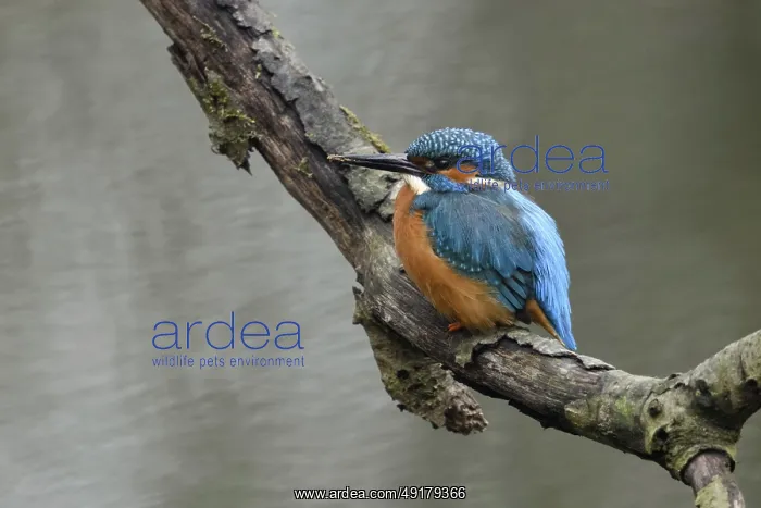  : Breeding preparations... Kingfisher (Alcedo atthis) with remains of soil on its beak from digging its breeding tube