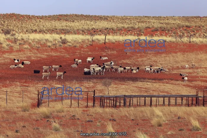 : Breeding Sheep in the Kalahari Desert of South Africa : Breeding Sheep in the Kalahari Desert of South Africa