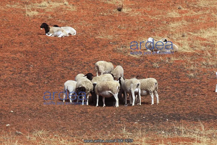 : Breeding Sheep in the Kalahari Desert of South Africa : Breeding Sheep in the Kalahari Desert of South Africa