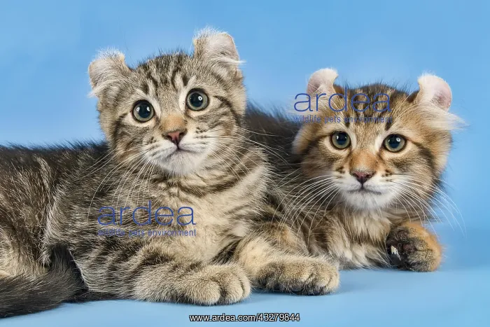 : Two breedscats American Curl (Felis silvestris catus) : Two breedscats American Curl (Felis silvestris catus)