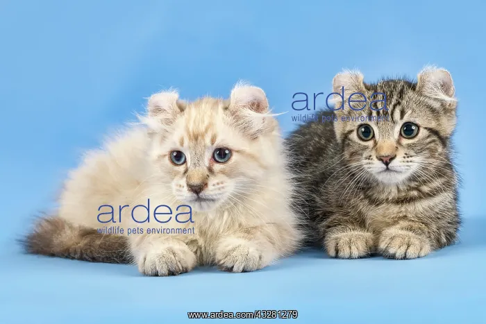 : Two breedscats American Curl (Felis silvestris catus) : Two breedscats American Curl (Felis silvestris catus)