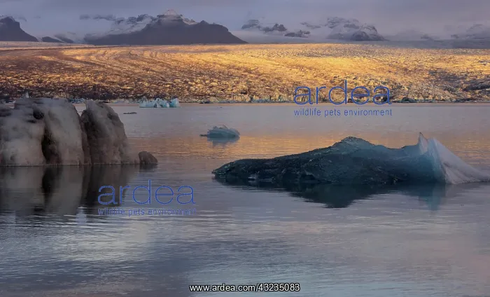 : Breidamerkurjokull glacier in golden morning : Breidamerkurjokull glacier in golden morning