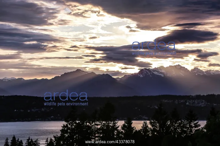  : Bremerton, Washington State, USA, Olympic Mountains