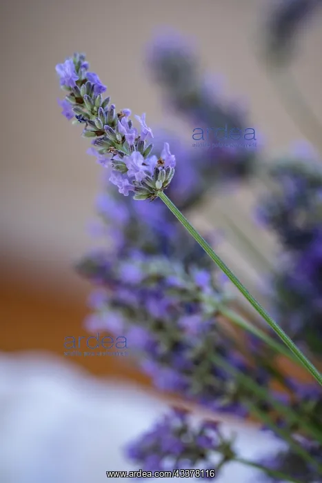 : Bremerton, Washington State, USA. Lavender sprig : Bremerton, Washington State, USA. Lavender sprig