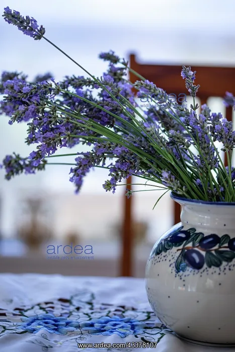 : Bremerton, Washington State, USA. Lavender in a vase : Bremerton, Washington State, USA. Lavender in a vase