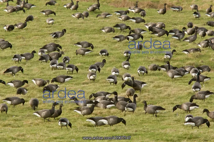 : Brent / Brant Geese - flock grazing - overwintering : Brent / Brant Geese - flock grazing - overwintering