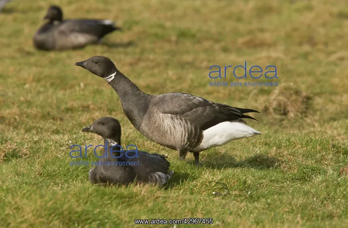 : Brent / Brant Geese, overwintering : Brent / Brant Geese, overwintering