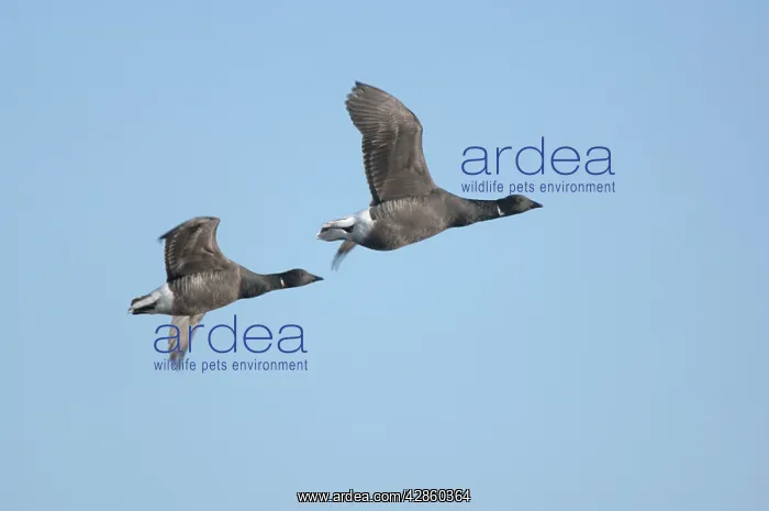 : Brent Geese - two in flight : Brent Geese - two in flight