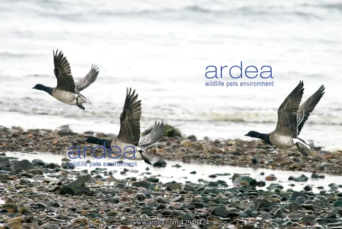 : Brent Geese - In flight : Brent Geese - In flight