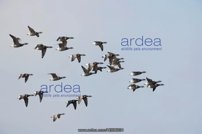 : Brent Geese - Flock in flight : Brent Geese - Flock in flight