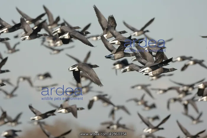 : Brent Geese - flock in flight : Brent Geese - flock in flight