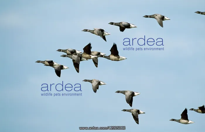 : Brent GEESE - flock in flight : Brent GEESE - flock in flight