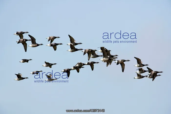 : Brent Geese - Flock in flight : Brent Geese - Flock in flight