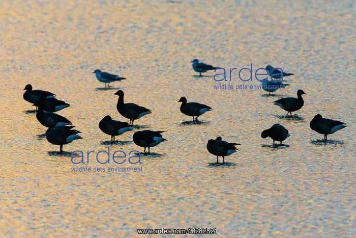 : Brent Geese, flock resting on lagoon in evening : Brent Geese, flock resting on lagoon in evening