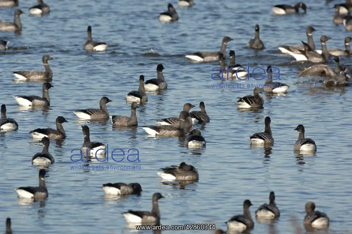 : Brent Geese - flock in water : Brent Geese - flock in water
