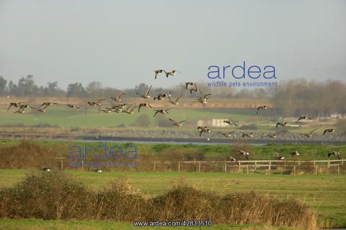 : Brent Geese - Flying over Grazing Marshes : Brent Geese - Flying over Grazing Marshes