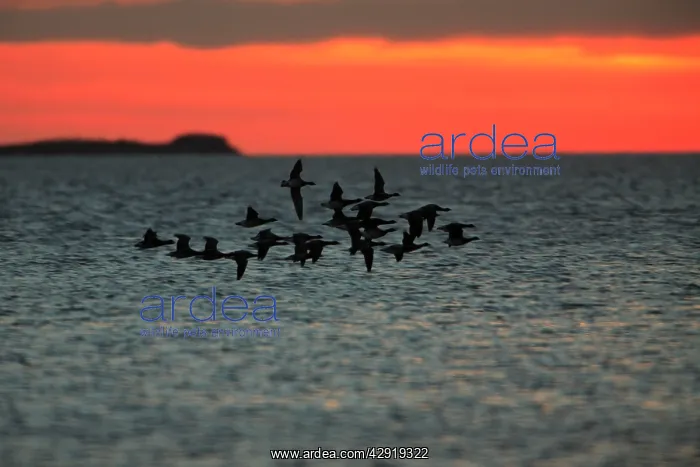 : Brent Geese - flying across Lindisfarne National : Brent Geese - flying across Lindisfarne National