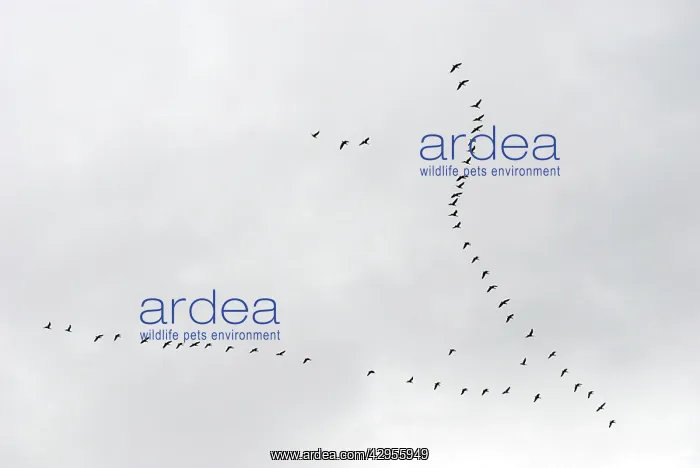 : Brent Geese flying in V formation : Brent Geese flying in V formation
