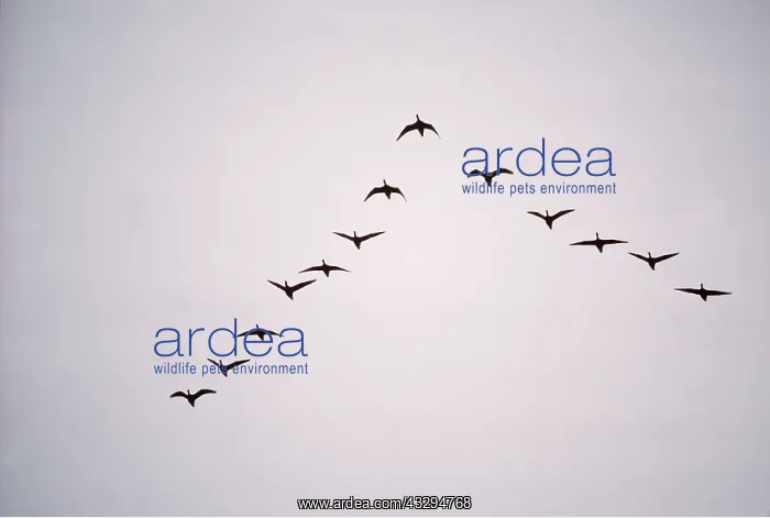 : BRENT GEESE - flying in v formation : BRENT GEESE - flying in v formation