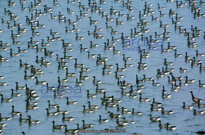 : Brent Geese - large flock resting on the sea at : Brent Geese - large flock resting on the sea at