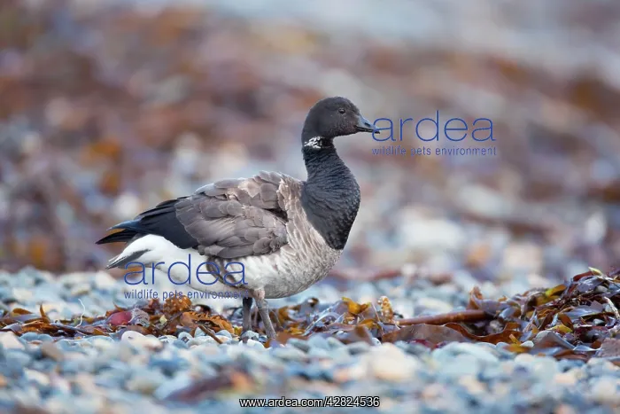 : Brent Goose : Brent Goose