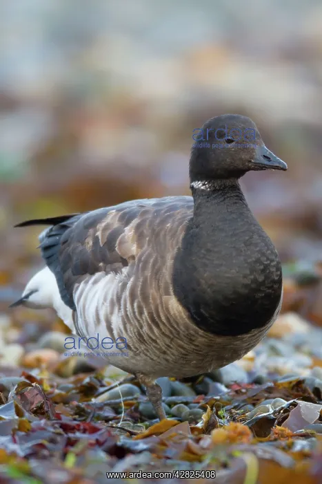 : Brent Goose : Brent Goose