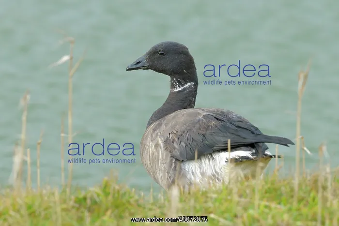 : Brent Goose : Brent Goose