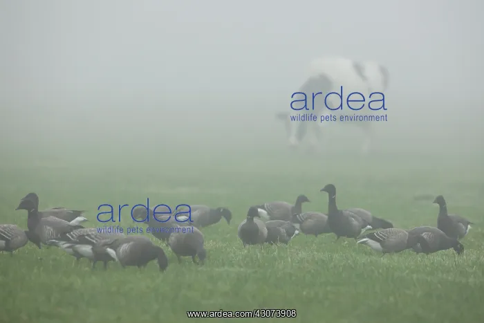 : Brent Goose : Brent Goose