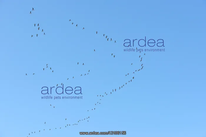 : Brent Goose : Brent Goose