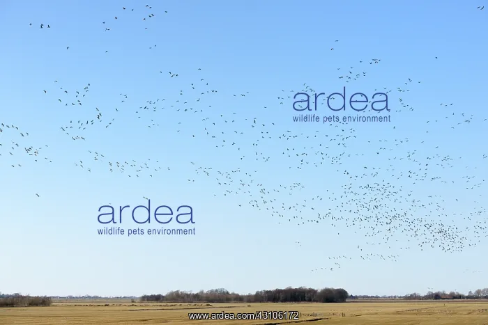 : Brent Goose : Brent Goose