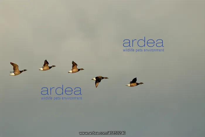 : Brent Goose : Brent Goose