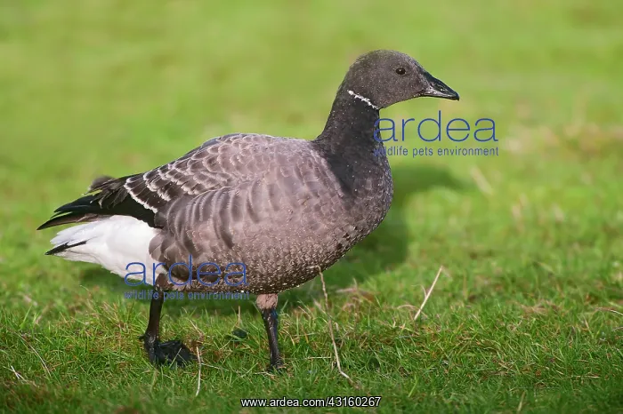 : Brent Goose : Brent Goose