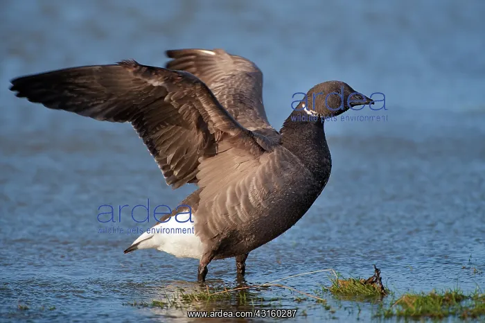 : Brent Goose : Brent Goose