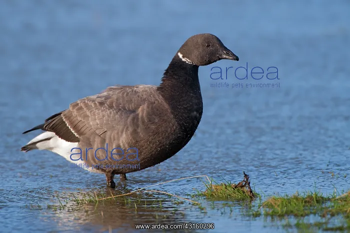 : Brent Goose : Brent Goose